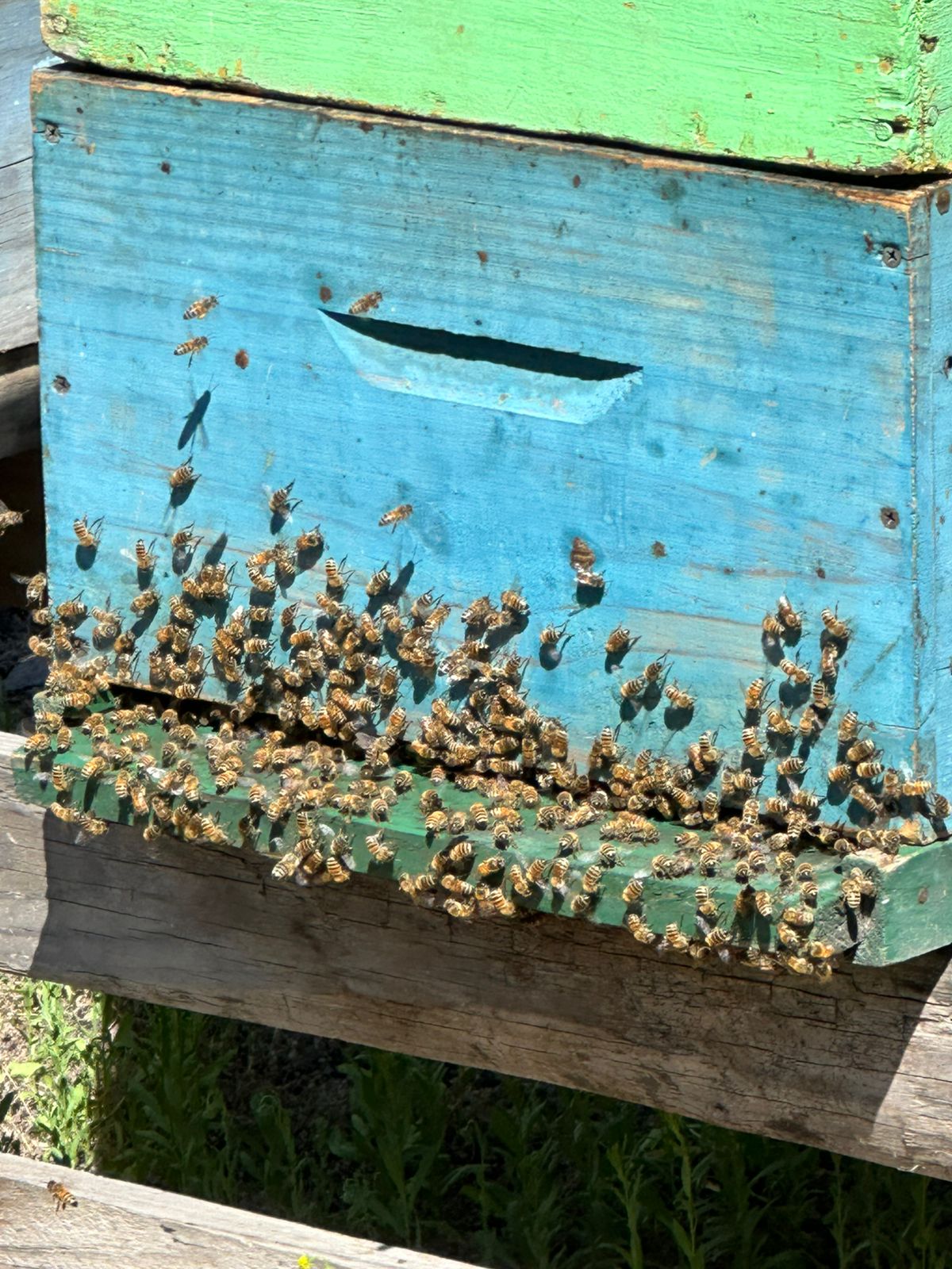 Miel Multiflora de Bosque Nativo