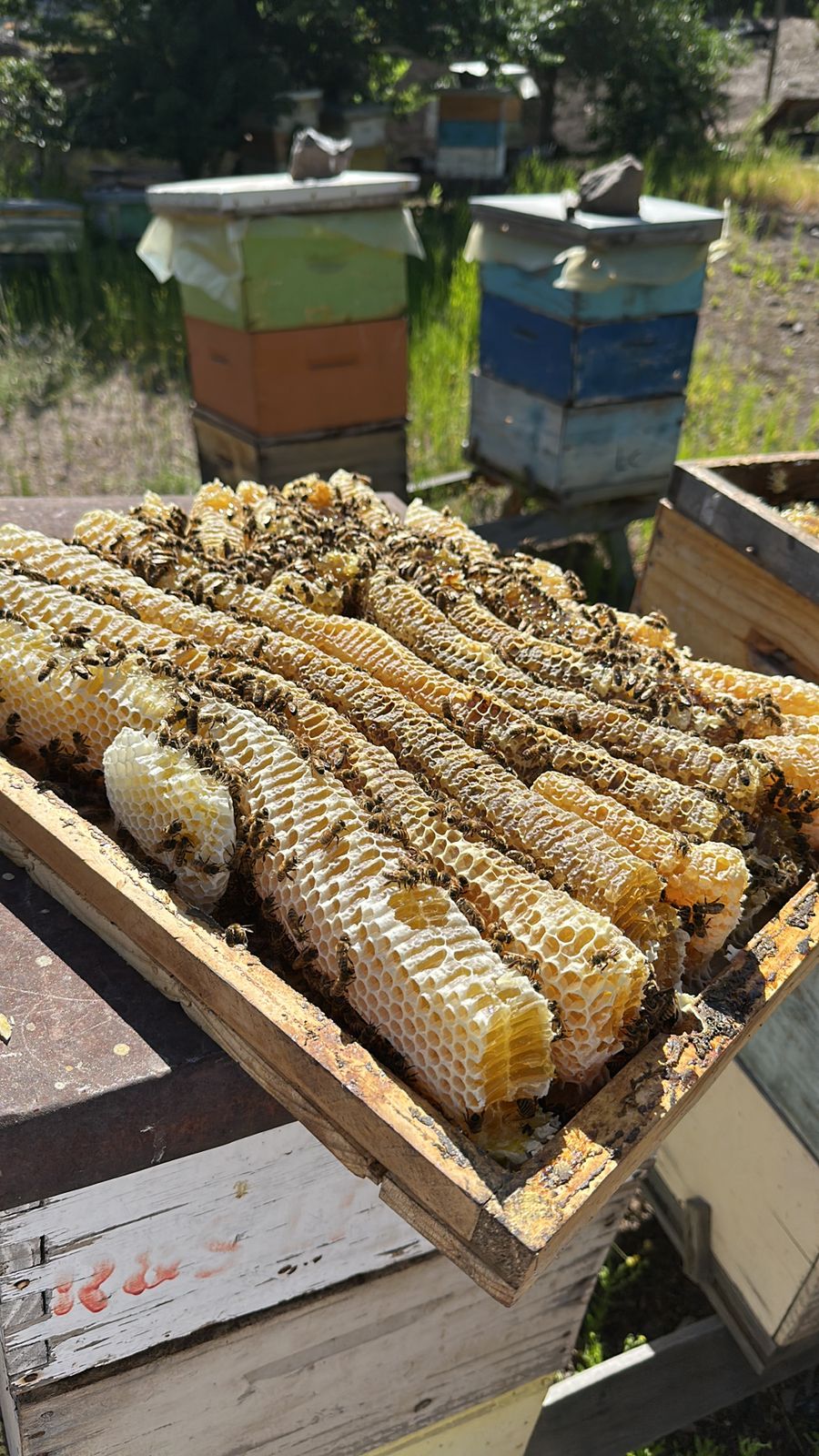 Panales de miel BeeFriendly