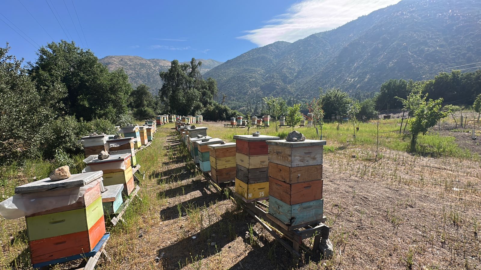 Colmenas BeeFriendly en el Cajón del Maipo